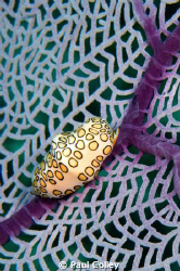Flamingo Tounge Cowrie on Sea Fan.  A static subject, but... by Paul Colley 